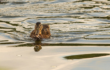 Female Mallard closeup in water