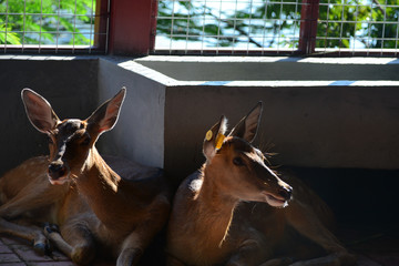A real deer in a Park of China