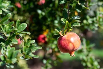pomegranate on a tree