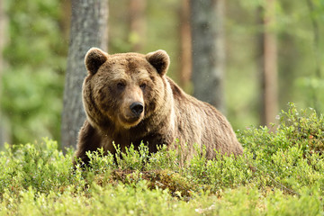 male brown bear in a forest scenery