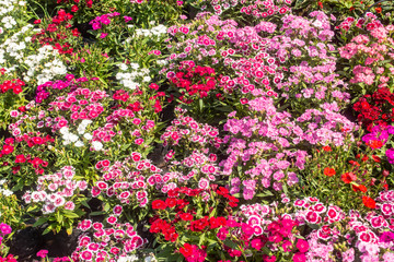 Beautiful and colorful flowers in the garden Bangkok Thailand