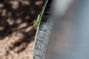 Walking leaf or grasshopper