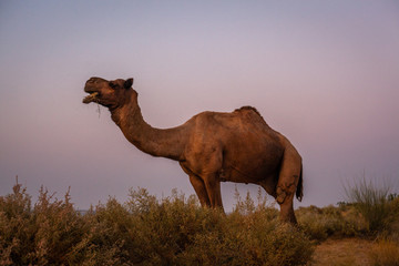 Camel at sunset in the Thar desert close from Jaisalmer, India