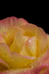 黒背景の黄色とピンクのバラ