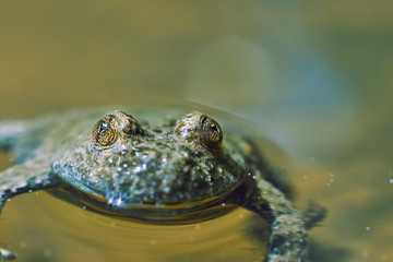frog in pond