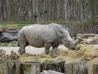 Obraz premium Rhinocéros