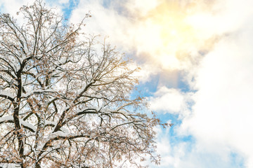 Big wide tree crown branches covered with snow with blue sky and bright shining sun on background....
