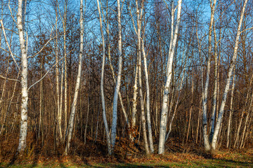 Birch tree Bush