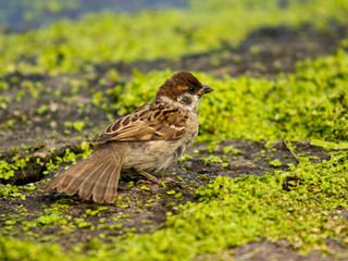 Young Sparrow looking for food on the green algae
