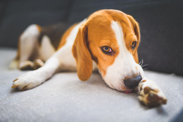 Beagle dog biting his itching skin on legs. Skin problem allergy reaction or stress reaction...