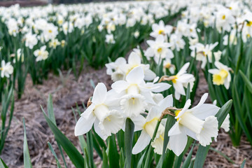 White narcissus flower fields in Holland. Spring country landscape with flowering daffodils. Cultivation of flower bulbs in the Netherlands. 
