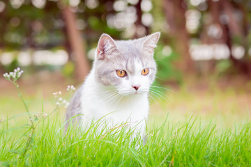 Naklejka na ściany i meble Portrait of the scottish fold cat are standing in the garden with green grass. White kitten are looking at camera in the morning.