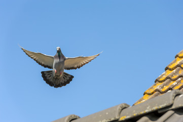The racing pigeon hovers in the clear blue sky