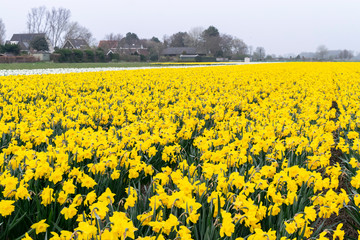 Obraz premium Flower fields yellow daffodils in the Netherlands. Spring cloudy landscape with narcissus. Yellow daffodils on a background of gray countryside landscape.
