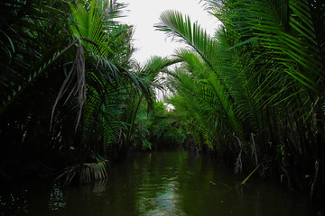 palm trees in water