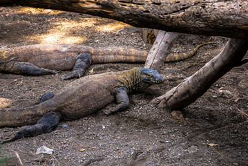 Komodo dragon lying in the dirt 