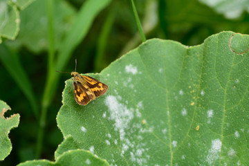 Small skipper butterfly rests on a leaf.
