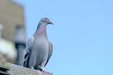 A racing pigeon on the ridge of the roof