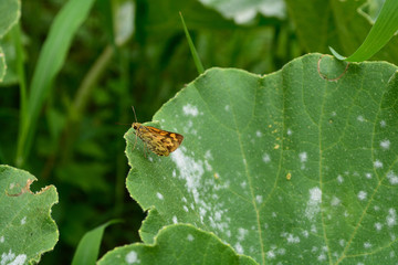 Small skipper butterfly rests on a leaf.