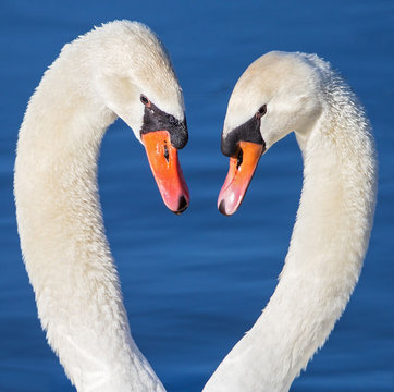 Mute Swan (Cygnus olor) pair holding heads tenderly close, Baden-Wuerttemberg, Germany