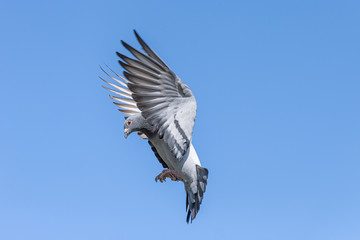 The landing of a racing pigeon with wings spread wide