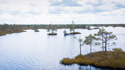 Island with trees in the swamp. Ecological aerial viewr.