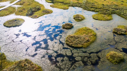 Island with trees in the swamp. Ecological aerial viewr.