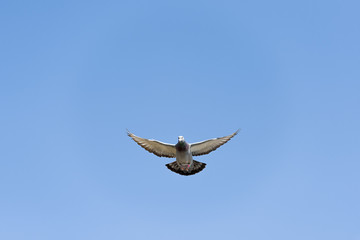 The racing pigeon hovers in the clear blue sky