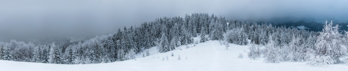 Bottom view tall beautiful majestic spruce trees