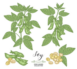 Soy plant collection. Colorful soy branches, pods and soybean isolated on white background. Vector illustration botanical. Hand drawn engraving style.