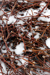 Textural background of dry cut branches of a bush under snow. Vertical orientation
