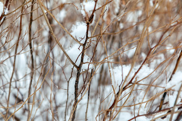 dry branches of a bush under fluffy snow . soft focus, blurred background