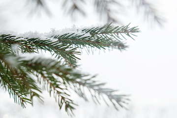 Christmas tree branch under the snow, blurred background