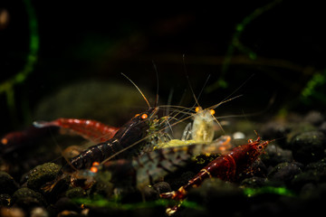Ti bee orange eye shrimp pets aquarium water nature pets tiger