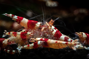 Crystal red shrimp swarm eat aquarium pets hobby nature wild life