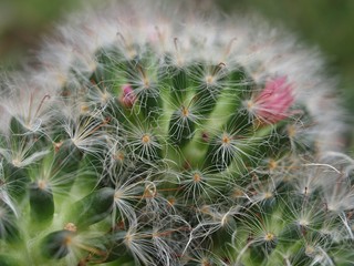 Closeup of a blooming cactus