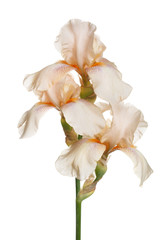 Fototapeta na wymiar Delicate iris flower Isolated on a white background.