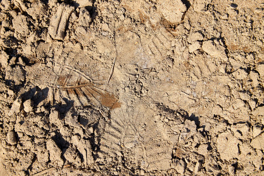 Footprint on the yellow sand for background or texture