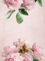Pink peonies on pastel grange background with copy space. Floral card for invitations, greeting, wedding card.