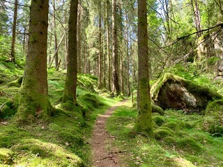 Hiking path in the moss forest, ⁨Kungälv⁩, ⁨Västra Götaland⁩, ⁨Sweden⁩