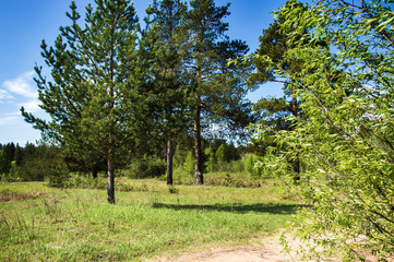  Summer. Sunny forest.