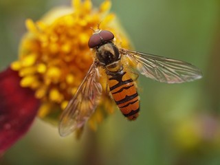 Closeup of a wasp on a yellow flower