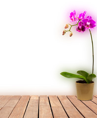 Orchid in pot on wooden table