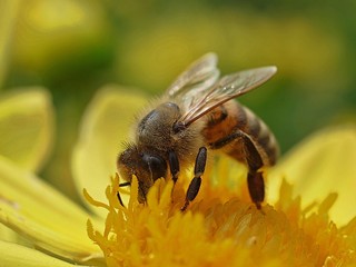 Closeup of a honey bee on a yellow flower