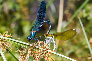 Blue and green damselflies copulating