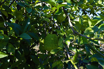 Bergamot trees in the garden