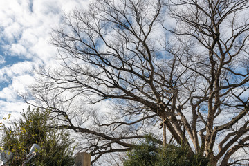都市公園の欅の古木