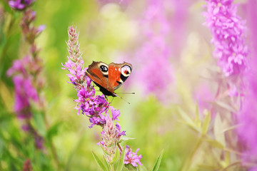 Lush flowering of lilac flowers and butterflies peacock eye in a summer meadow.