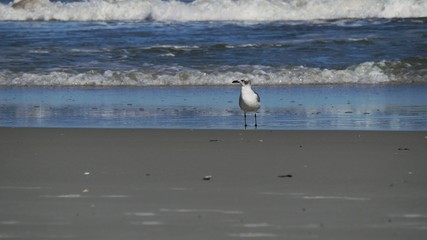 Bird on the beech 