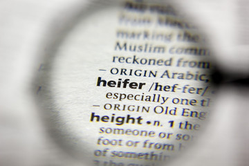 The word or phrase Heifer in a dictionary.